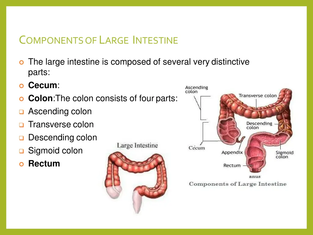 c omponents of l arge i ntestine