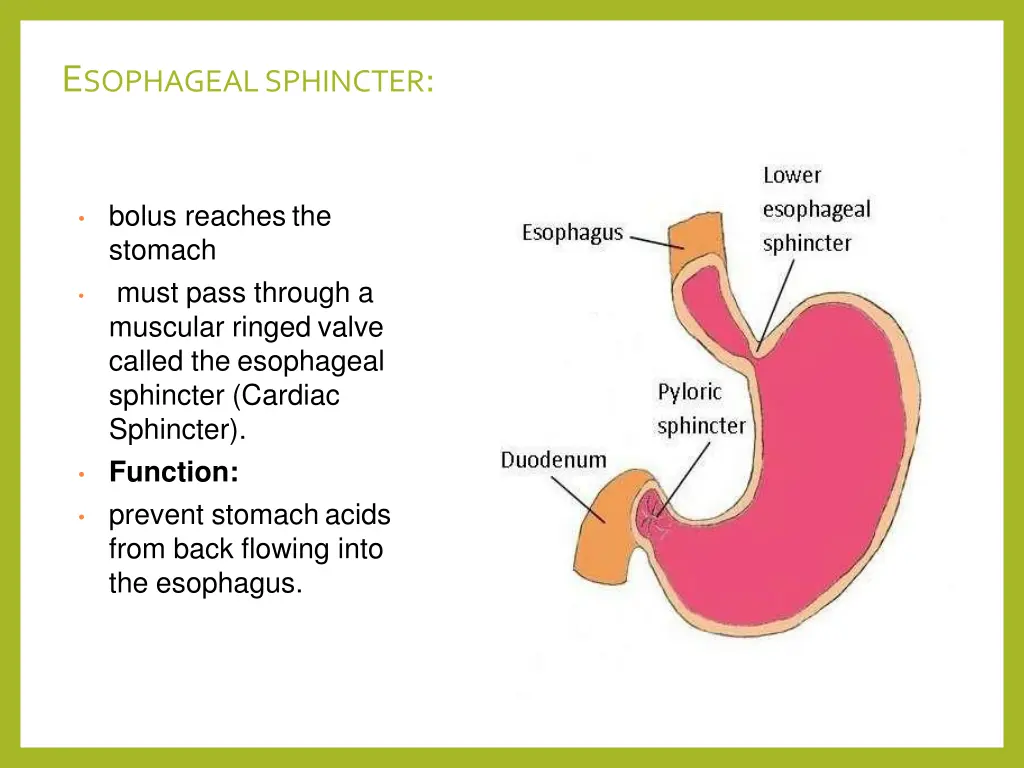 e sophagealsphincter