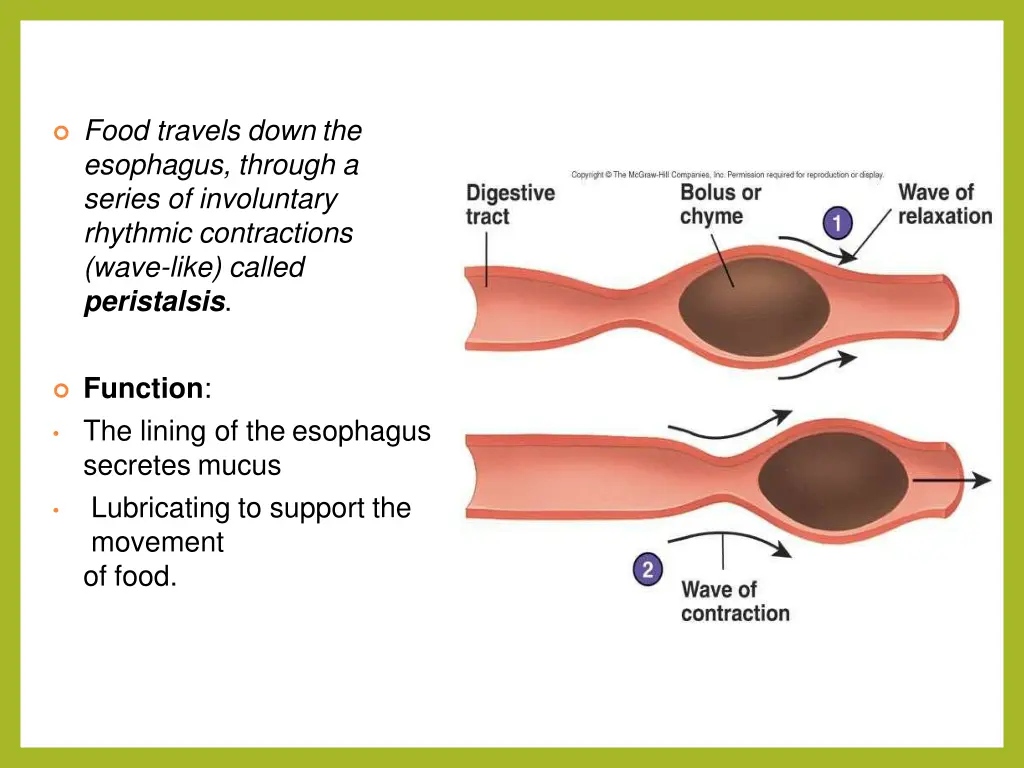 food travels down the esophagus through a series