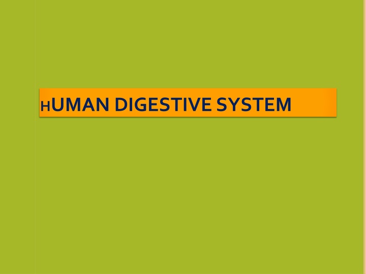 h uman digestive system