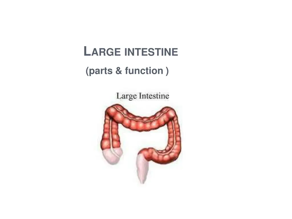 l arge intestine