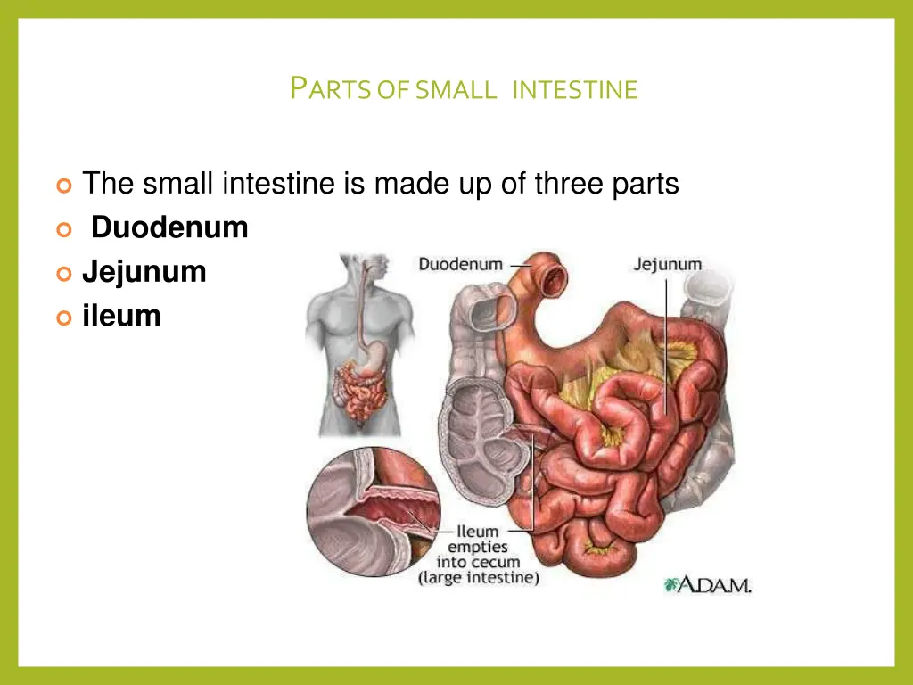 p arts of small intestine