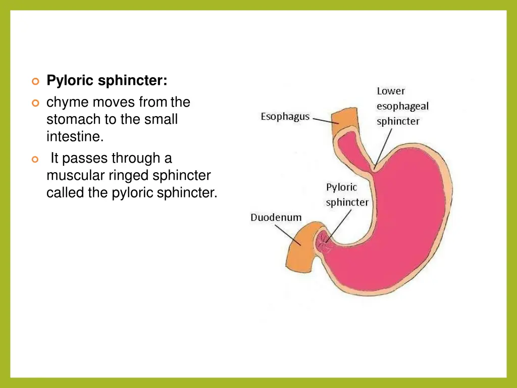 pyloric sphincter chyme moves from the stomach