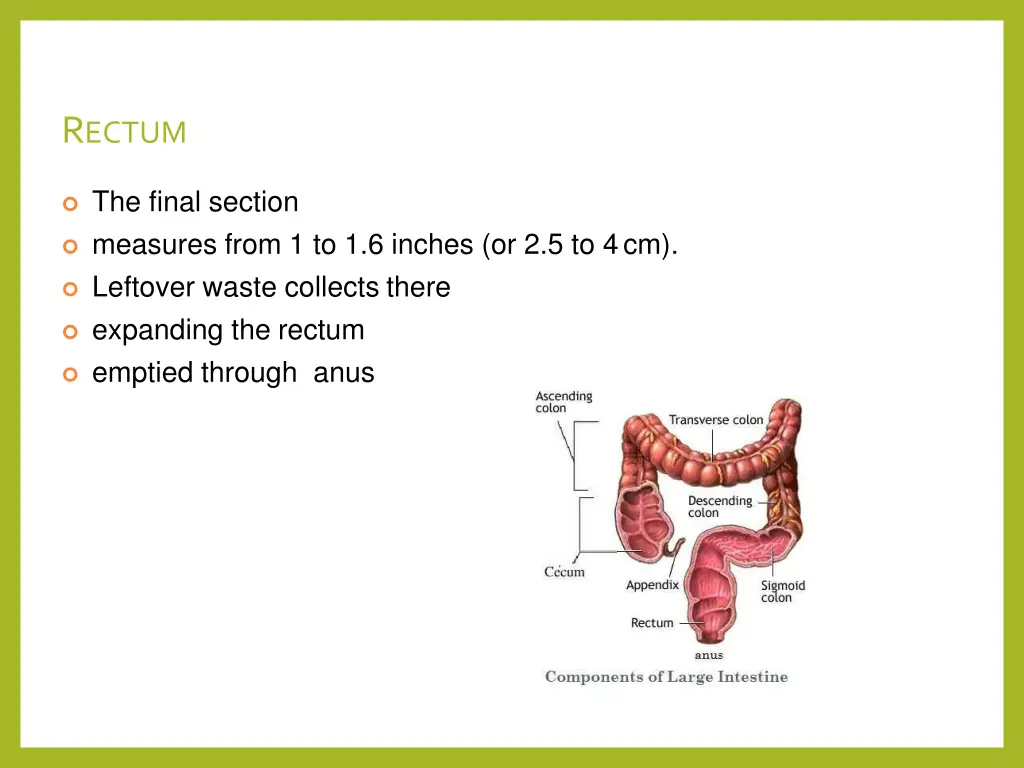 r ectum