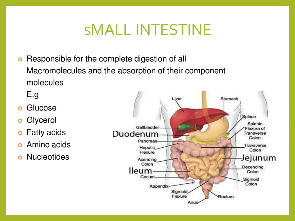 s mall intestine