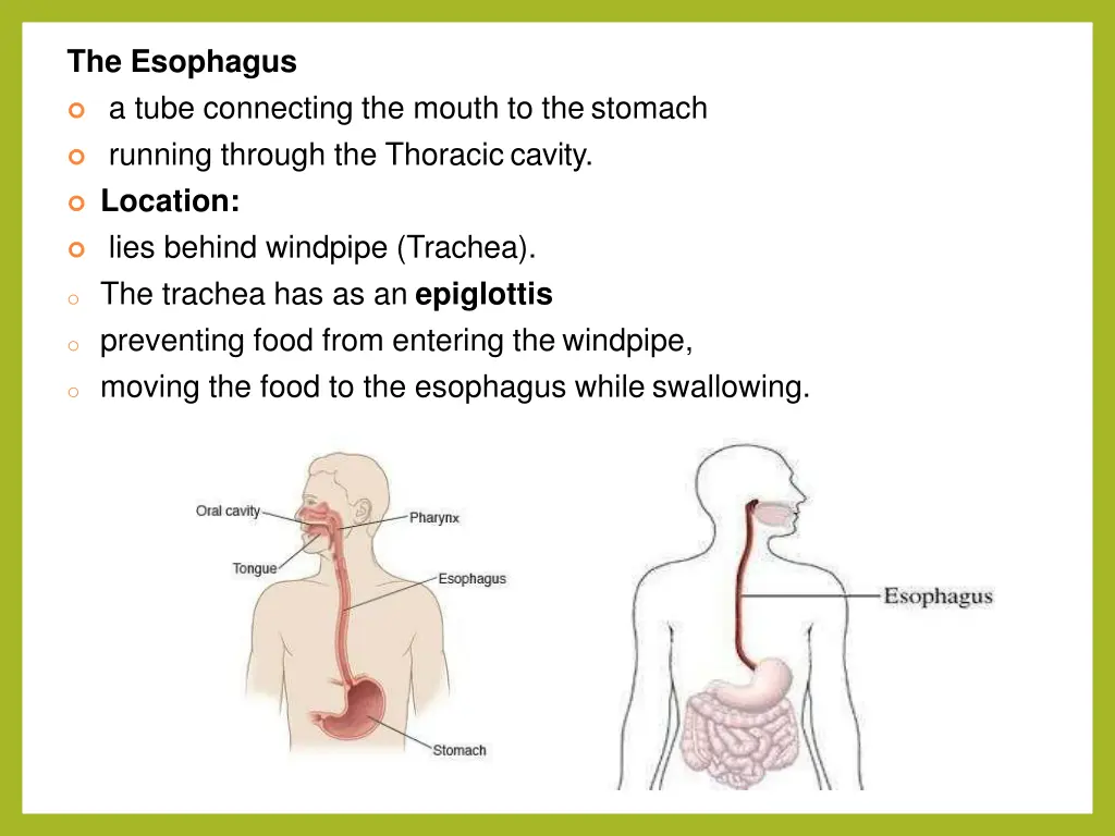 the esophagus a tube connecting the mouth