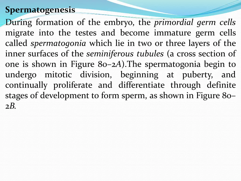 spermatogenesis during formation of the embryo