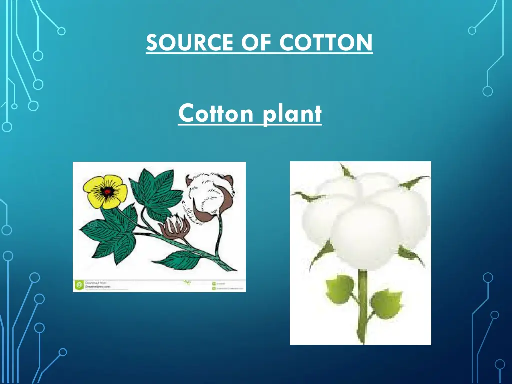 source of cotton