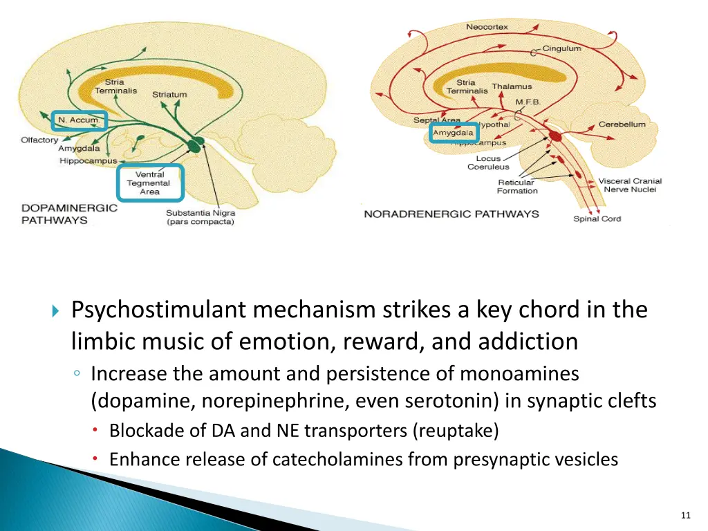 psychostimulant mechanism strikes a key chord