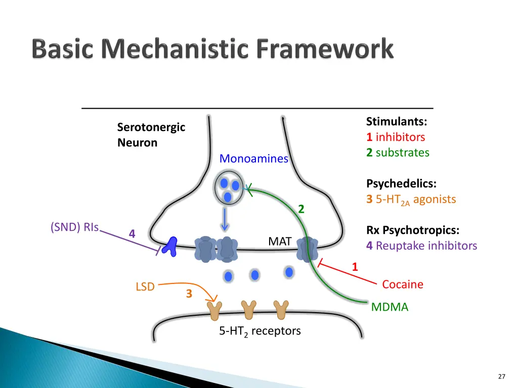 stimulants 1 inhibitors 2 substrates