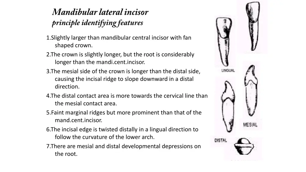 1 slightly larger than mandibular central incisor