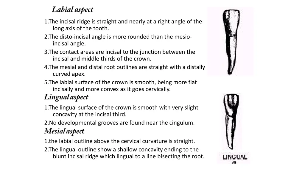 1 the incisal ridge is straight and nearly