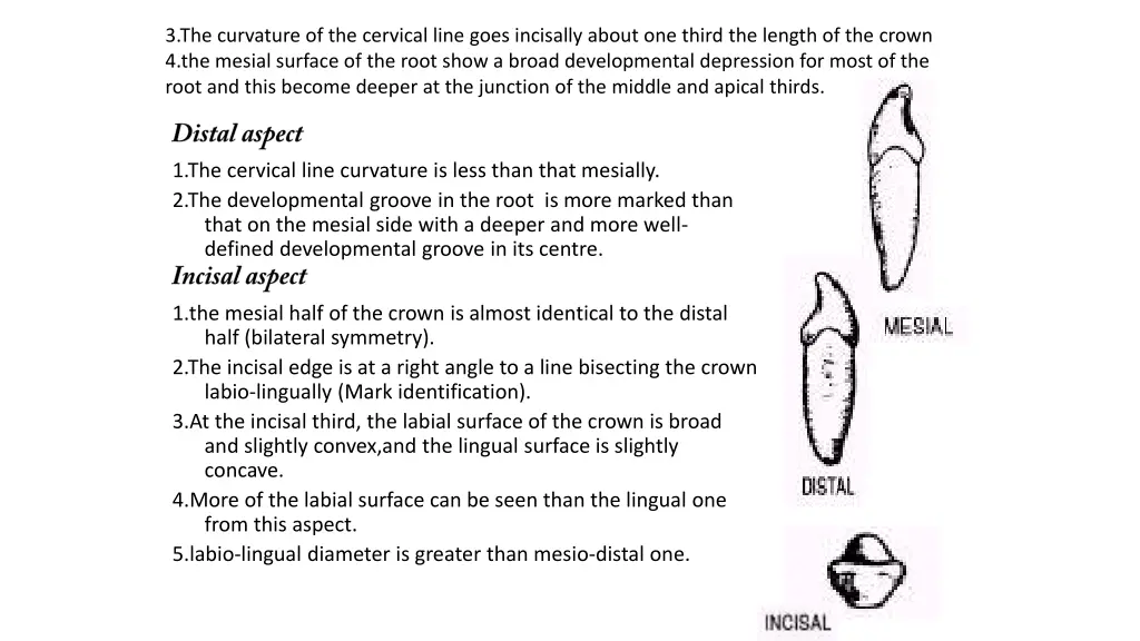 3 the curvature of the cervical line goes