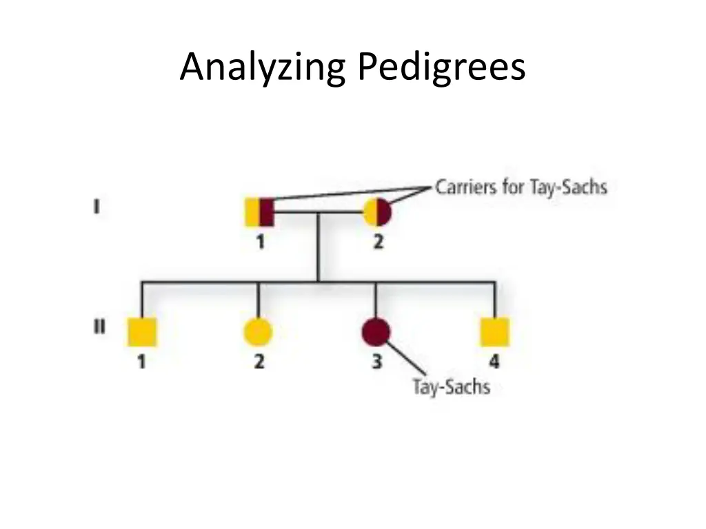 analyzing pedigrees