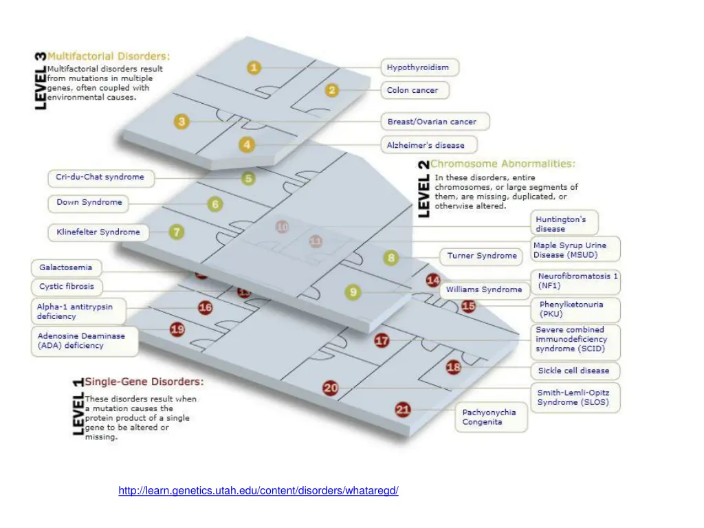 http learn genetics utah edu content disorders