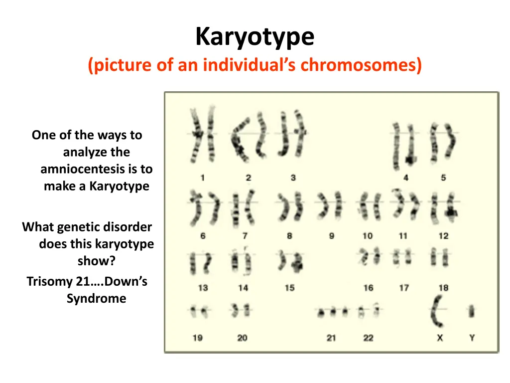 karyotype 1