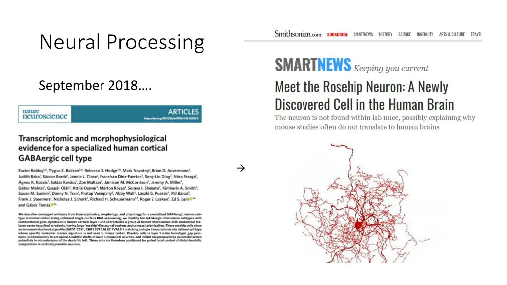 neural processing