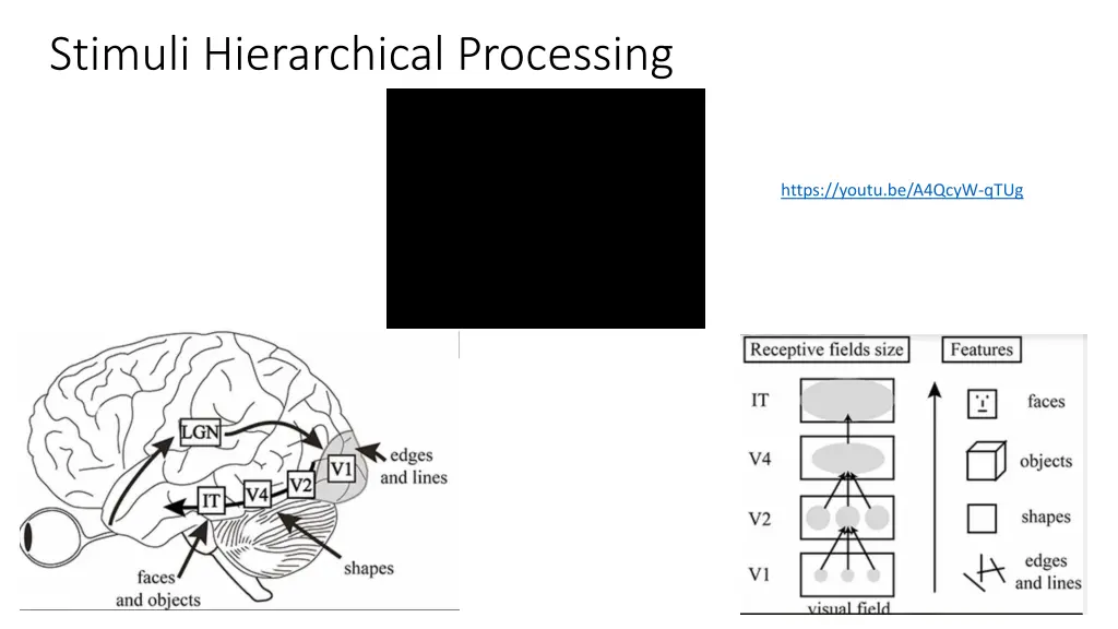 stimuli hierarchical processing