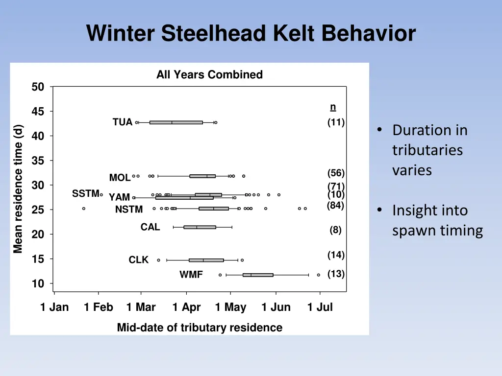 winter steelhead kelt behavior