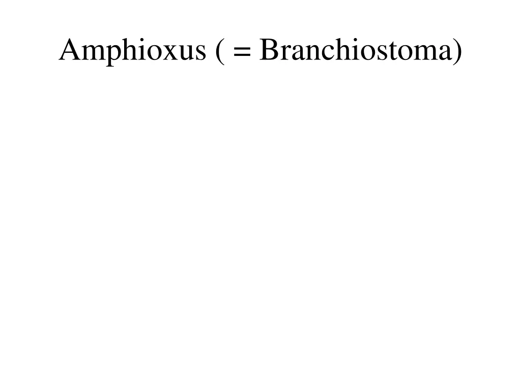 amphioxus branchiostoma