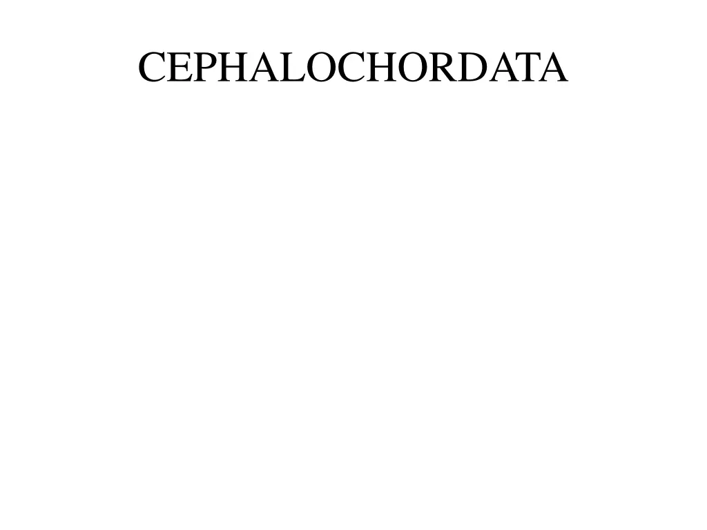 cephalochordata