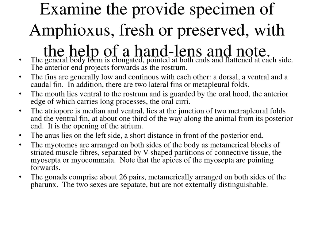 examine the provide specimen of amphioxus fresh