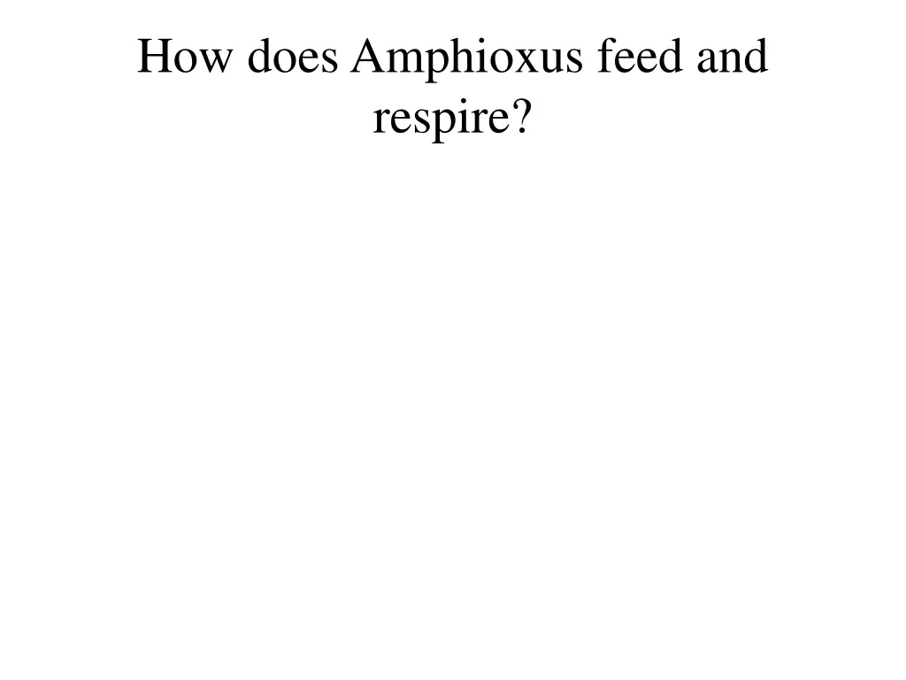 how does amphioxus feed and respire