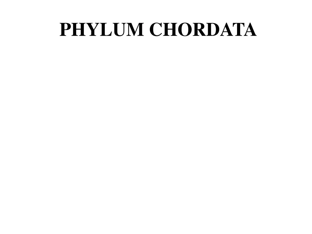 phylum chordata