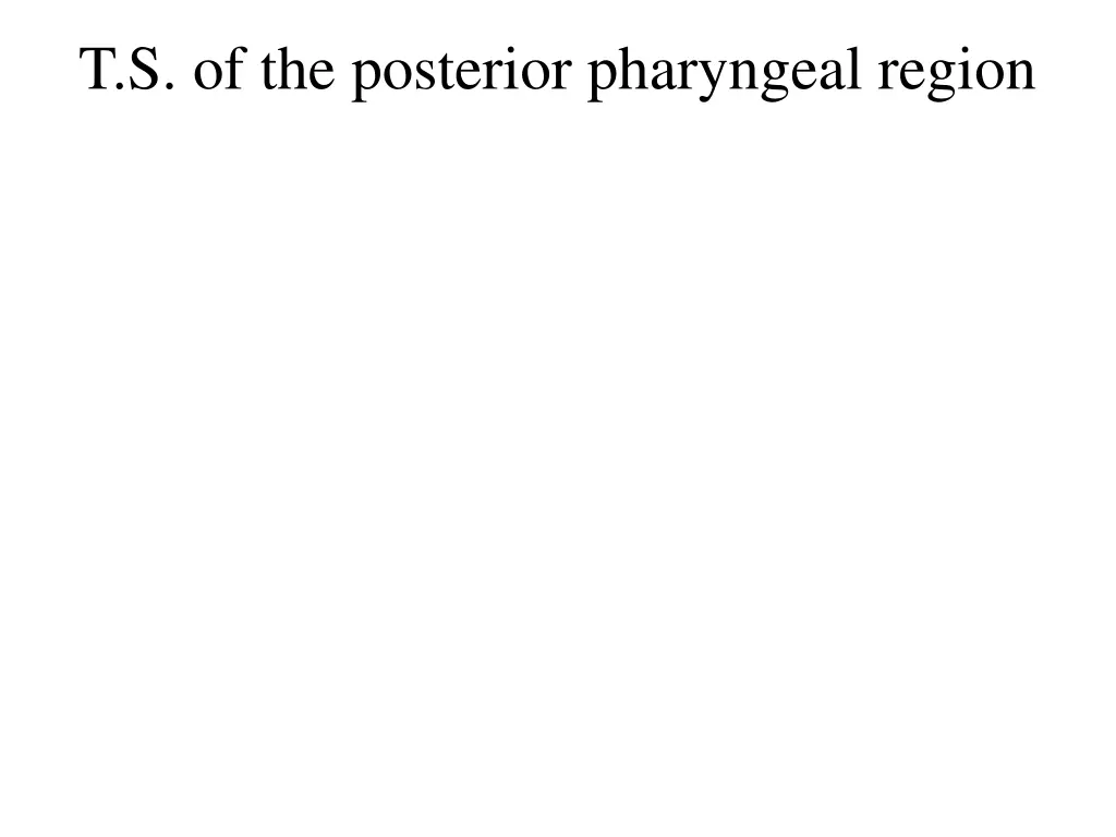 t s of the posterior pharyngeal region