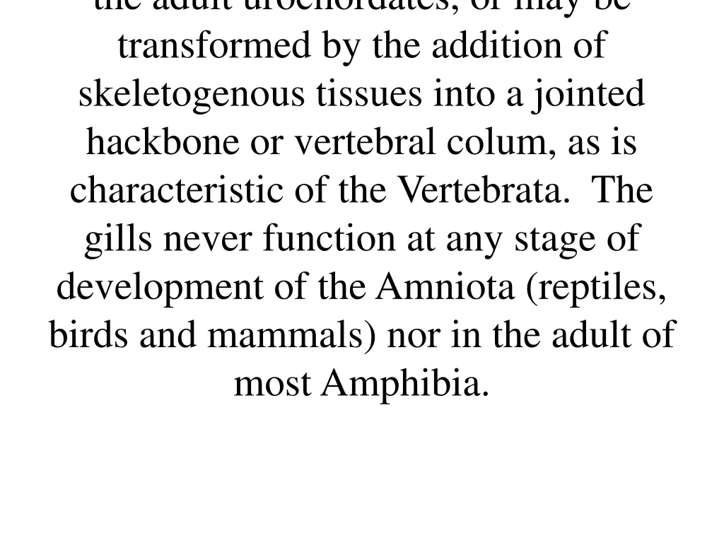 the adult urochordates or may be transformed