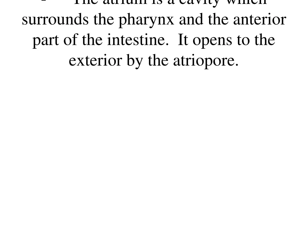 the atrium is a cavity which surrounds