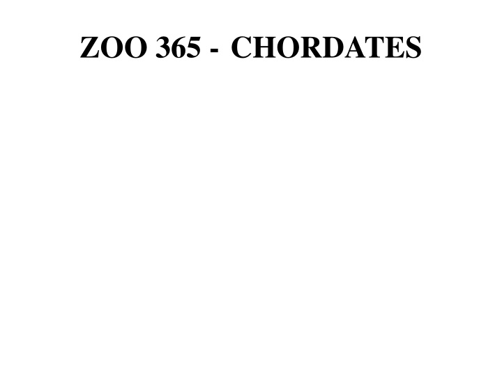 zoo 365 chordates