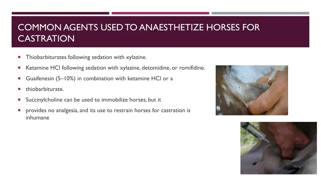 common agents used to anaesthetize horses