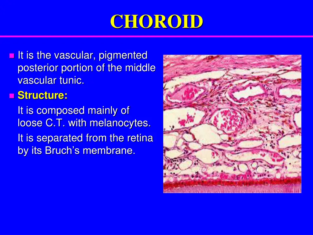 choroid