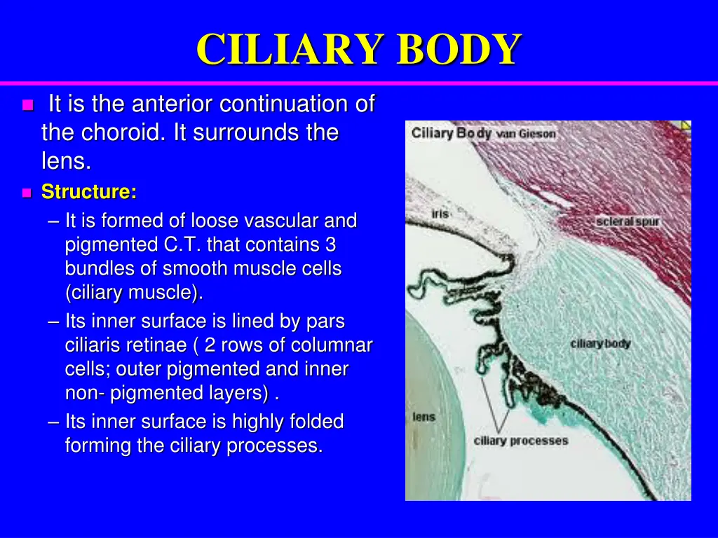 ciliary body