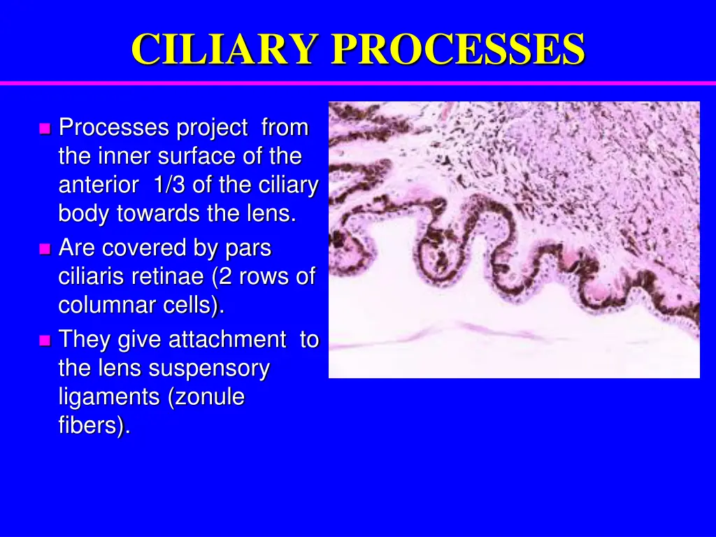 ciliary processes