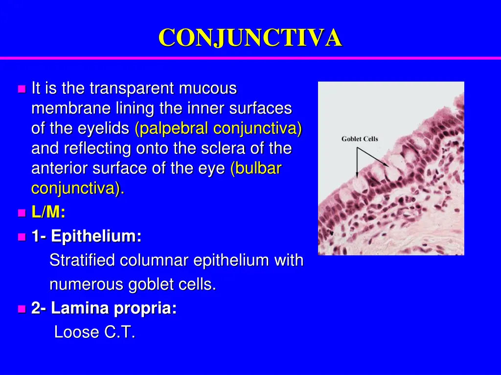 conjunctiva