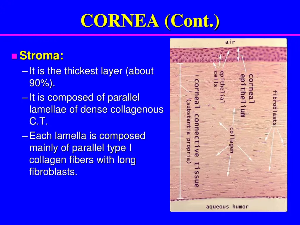 cornea cont 1