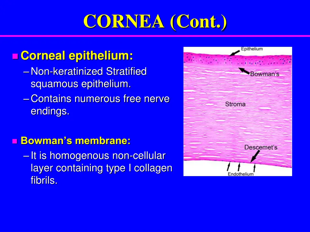 cornea cont