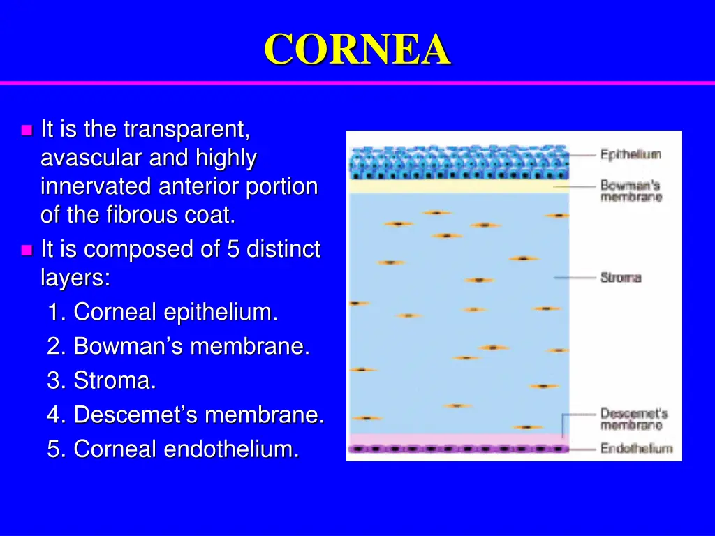 cornea