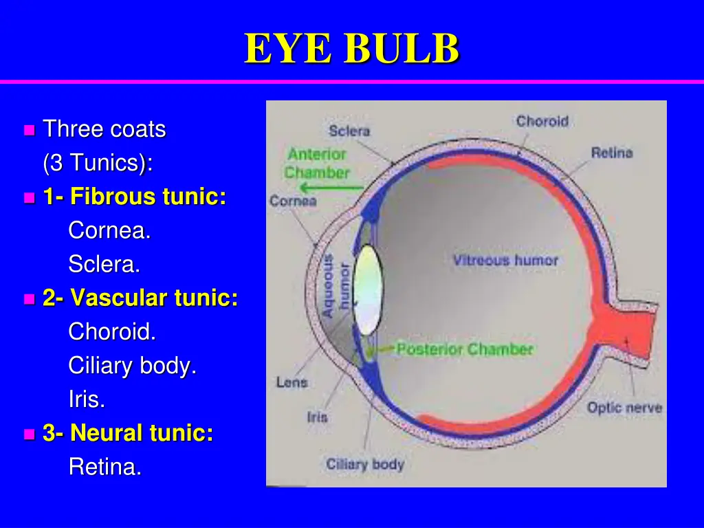 eye bulb