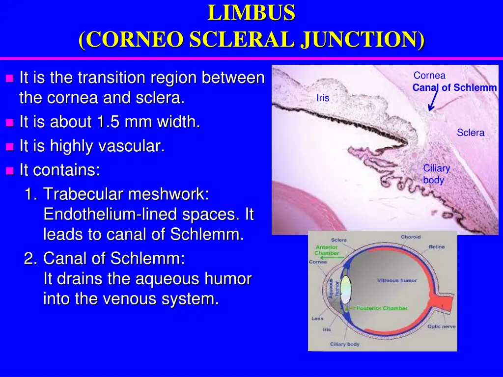 limbus corneo scleral junction