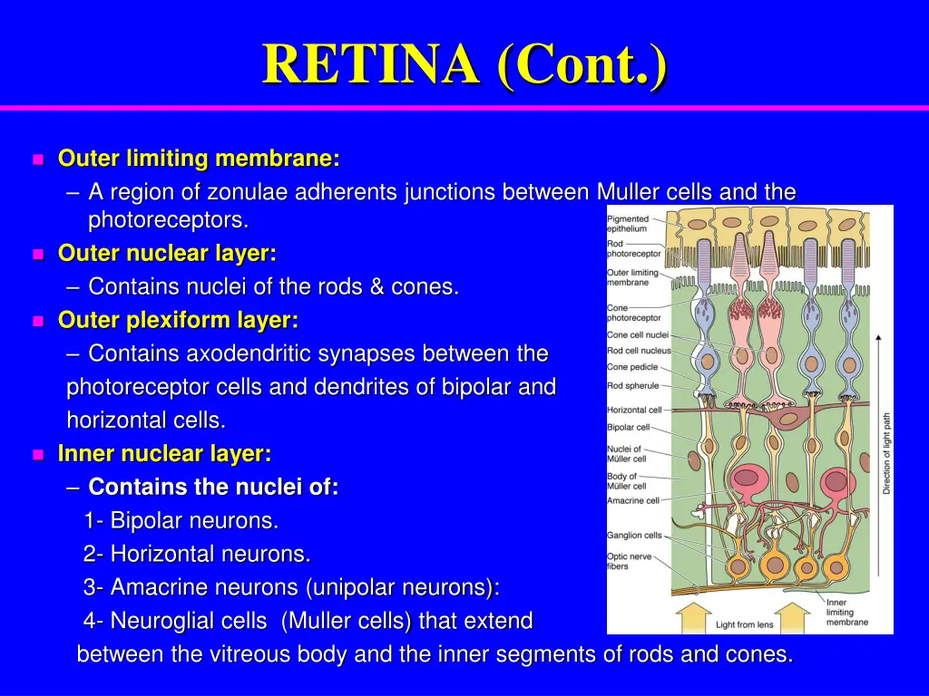 retina cont 2