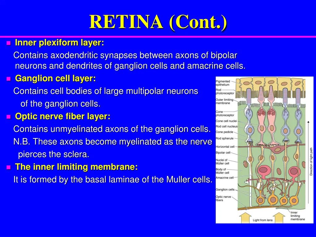 retina cont 3