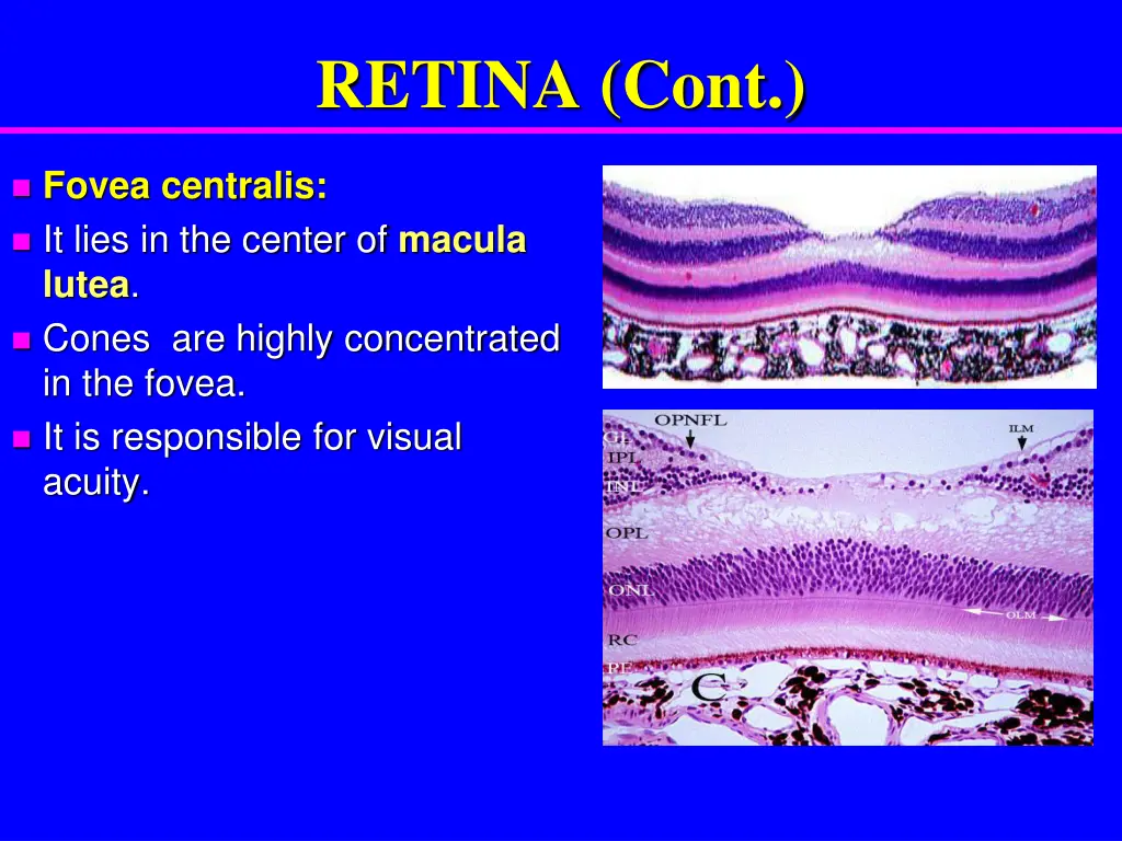 retina cont 4