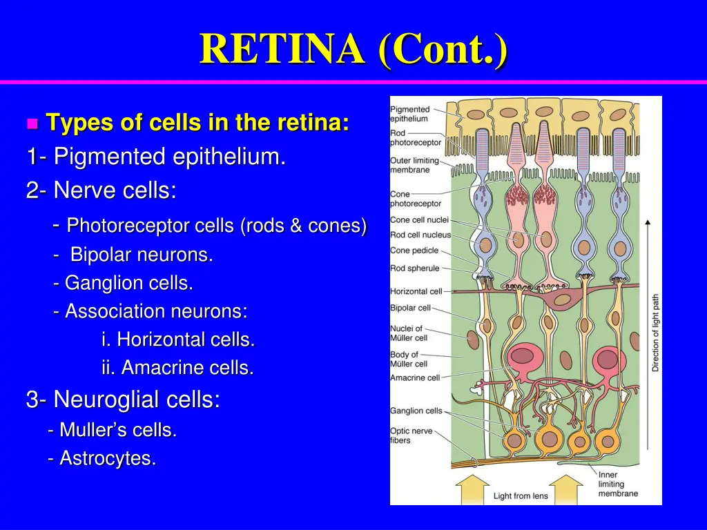 retina cont 5