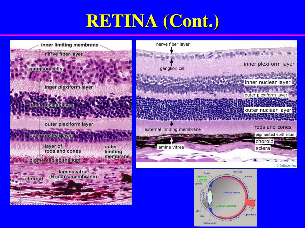 retina cont