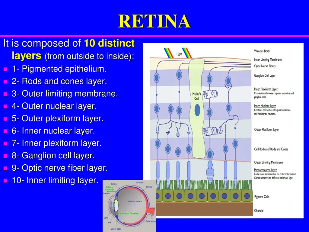 retina