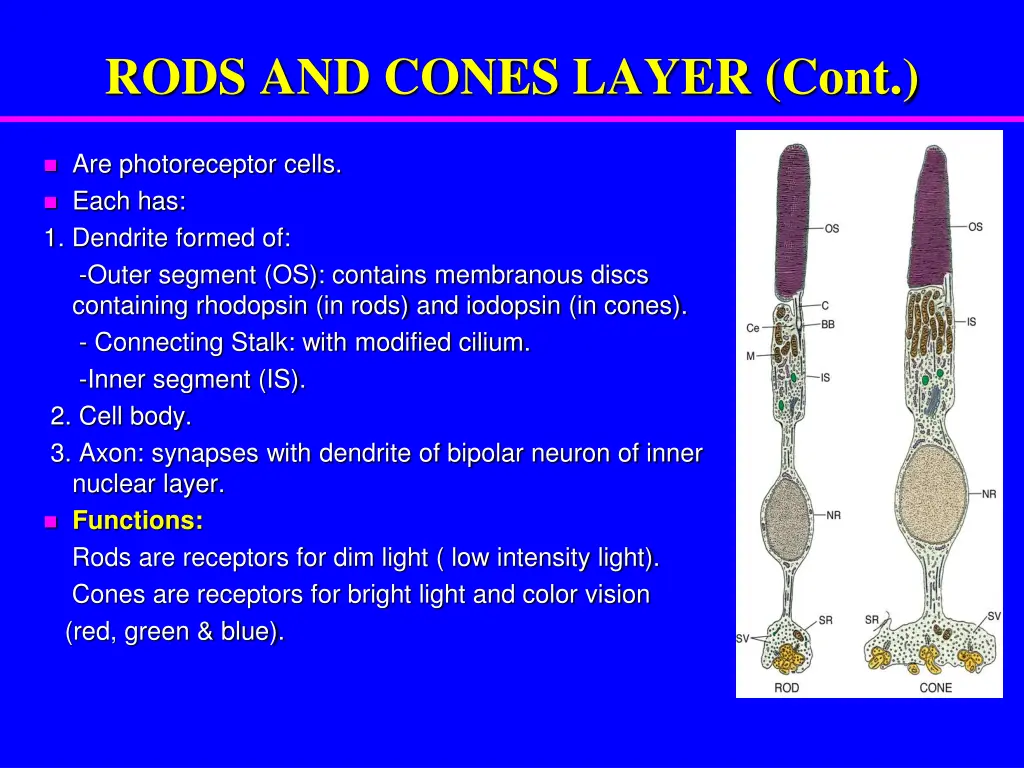 rods and cones layer cont