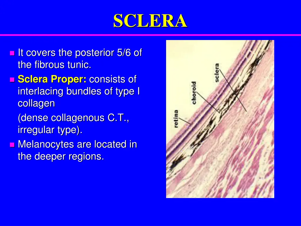 sclera